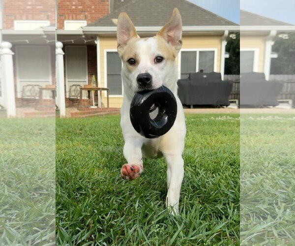 Medium Photo #1 Jackshund Puppy For Sale in Oakhurst, NJ, USA