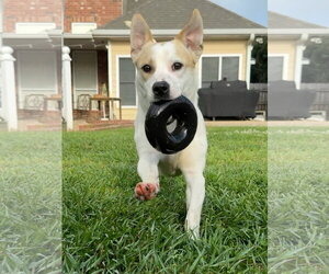 Jackshund Dogs for adoption in Oakhurst, NJ, USA