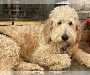 Mother of the Goldendoodle puppies born on 12/15/2022