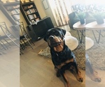 Small #7 Rottweiler