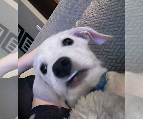 Medium Photo #3 Mutt Puppy For Sale in Rosenberg, TX, USA