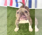 Small #4 French Bulldog