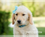 Small #4 Golden Retriever