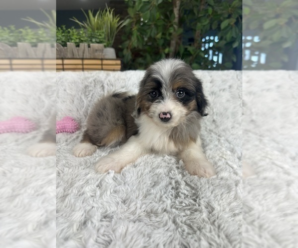 Medium Photo #5 Aussiedoodle Miniature  Puppy For Sale in GREENFIELD, IN, USA
