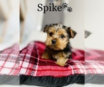 Small Photo #18 Yorkshire Terrier Puppy For Sale in COOKEVILLE, TN, USA