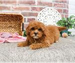 Small #15 Cavapoo (Miniature)