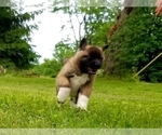 Small Photo #12 Akita Puppy For Sale in LENA, WI, USA