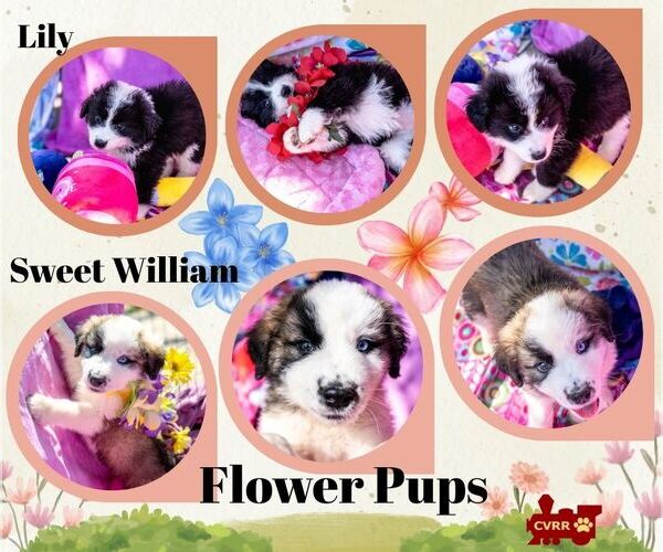 Medium Photo #2 Australian Shepherd-Unknown Mix Puppy For Sale in Lindsay, CA, USA