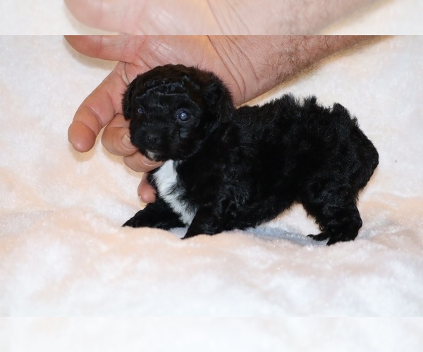 Medium Photo #11 Poodle (Toy) Puppy For Sale in DYERSBURG, TN, USA