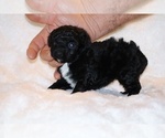 Small #10 Poodle (Toy)