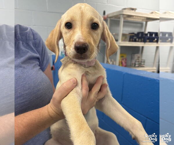 Medium Photo #1 Labrador Retriever-Retriever  Mix Puppy For Sale in Washington, DC, USA