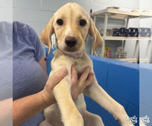 Medium Labrador Retriever-Retriever  Mix