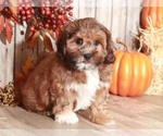 Small Photo #1 ShihPoo Puppy For Sale in MOUNT VERNON, OH, USA