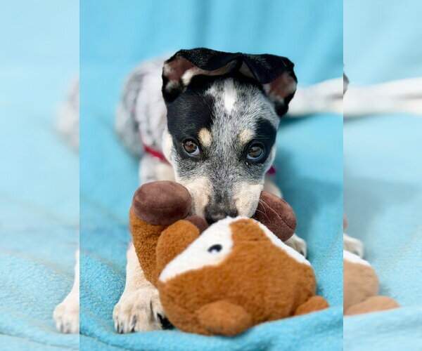 Medium Photo #3 Mutt Puppy For Sale in West Cornwall, CT, USA