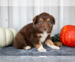 Small Photo #10 Australian Shepherd Puppy For Sale in CAMDEN, MI, USA