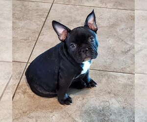 French Bulldog Puppy for sale in LAS VEGAS, NV, USA