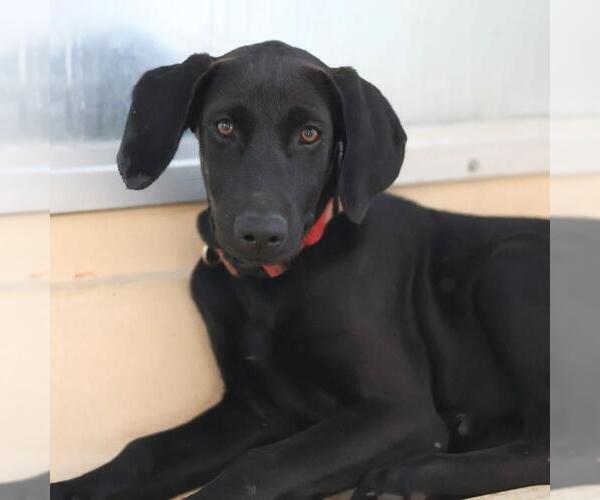Medium Photo #1 Labrador Retriever Puppy For Sale in San Antonio, TX, USA