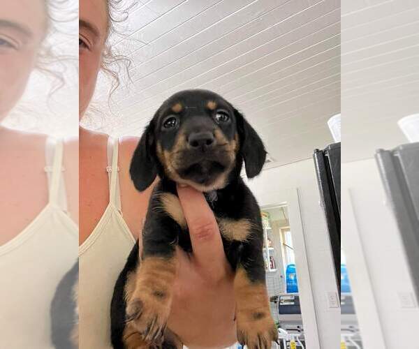 Medium Photo #1 Dachshund Puppy For Sale in SPRING HOPE, NC, USA