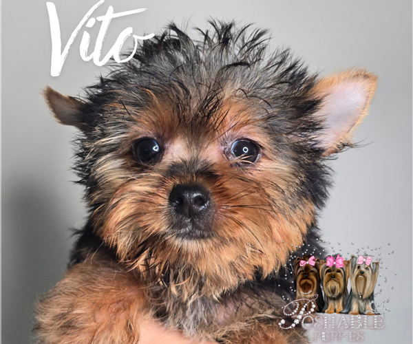 Medium Photo #14 Yorkshire Terrier Puppy For Sale in ELMHURST, IL, USA