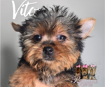 Small Photo #14 Yorkshire Terrier Puppy For Sale in ELMHURST, IL, USA