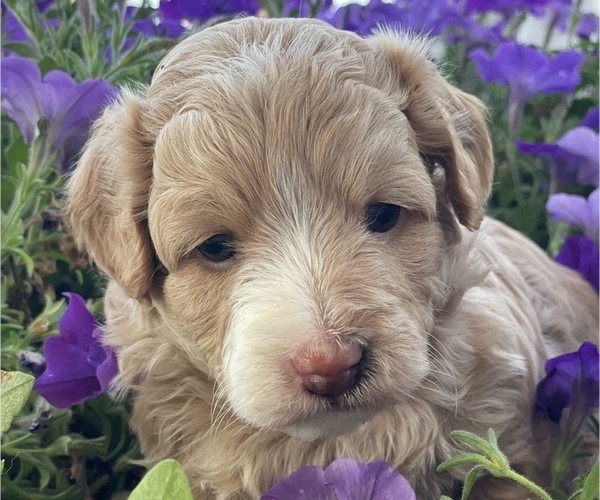 Medium Photo #2 Aussiedoodle Miniature  Puppy For Sale in GARLAND, KS, USA