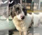 Small #1 Australian Shepherd