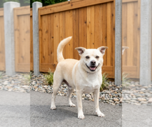 Labbe Dogs for adoption in Genesee, WI, USA