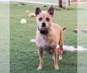 Chipin Dogs for adoption in phoenix, AZ, USA