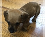 Small Photo #9 Dachshund Puppy For Sale in LONG BEACH, CA, USA