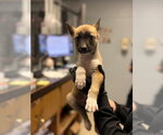 Small Siberian Husky Mix