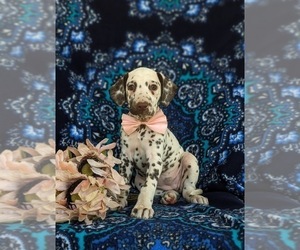 Dalmatian Puppy for sale in QUARRYVILLE, PA, USA