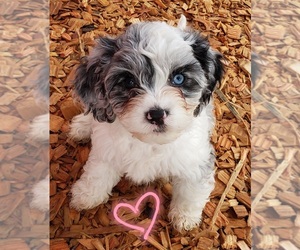 Cavapoo Puppy for sale in LEBANON, OR, USA