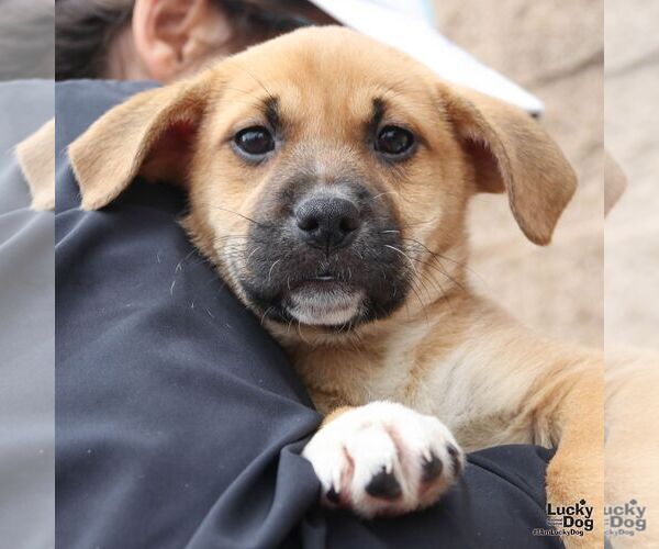 Medium Photo #9 Retriever -Unknown Mix Puppy For Sale in Washington, DC, USA