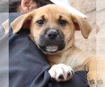 Small #8 Retriever  Mix