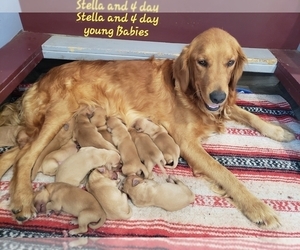 Mother of the Golden Retriever puppies born on 11/06/2019