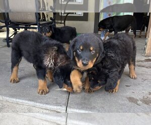 Rottweiler Puppy for sale in SAN BERNARDINO, CA, USA