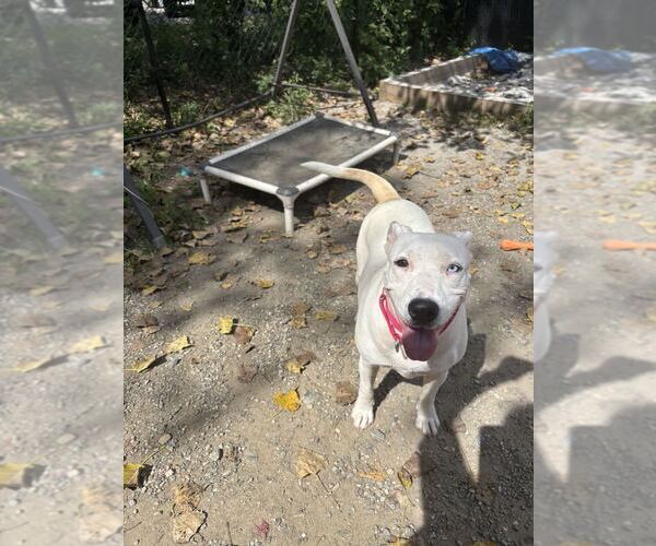 Medium Photo #3 Mutt Puppy For Sale in Elmsford, NY, USA
