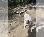 Small #2 Mutt