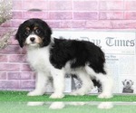 Small Photo #2 Cavachon Puppy For Sale in BEL AIR, MD, USA