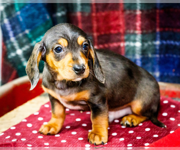 Medium Photo #5 Dachshund Puppy For Sale in WAKARUSA, IN, USA