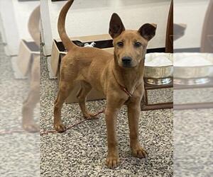 Carolina Dog-Unknown Mix Dogs for adoption in Tracy, CA, USA