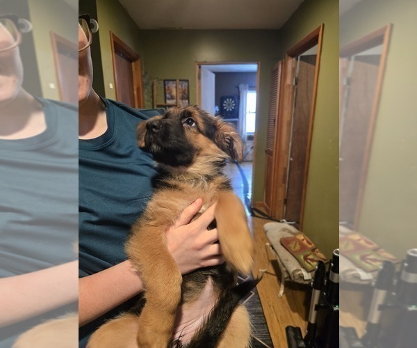 Medium Photo #3 German Shepherd Dog Puppy For Sale in LA FAYETTE, NY, USA