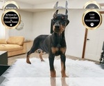 Small #12 Doberman Pinscher
