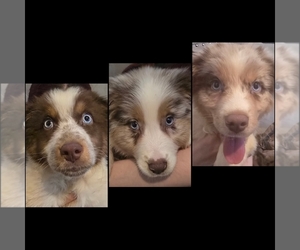 Australian Shepherd Litter for sale in ROY, UT, USA