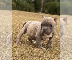 American Bully Puppy for sale in OMAHA, NE, USA