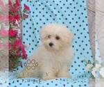 Small #1 Maltese