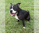 Small #1 American Bulldog Mix