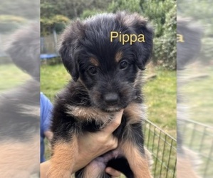Bernedoodle-German Shepherd Dog Mix Puppy for sale in WOODLAND, WA, USA