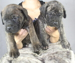 Small Photo #2 Cane Corso Puppy For Sale in BAKERSFIELD, CA, USA