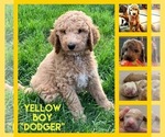 Puppy 2 Goldendoodle-Poodle (Standard) Mix